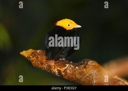 Wenig männliche Golden-headed manakin (pipra erythrocephala) hocken auf einem Zweig Stockfoto