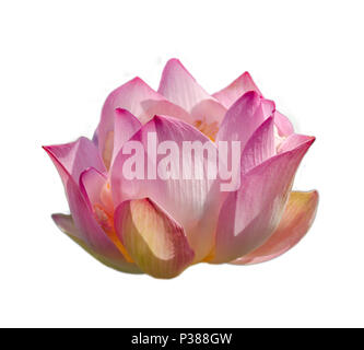 Lotus Pink White Flowers Bloom isolieren Stockfoto