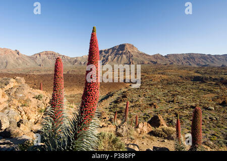 La Orotava, Spanien, Natternkoepfe im Teide Nationalpark Stockfoto