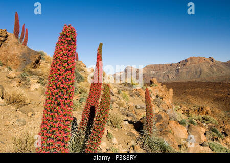 La Orotava, Spanien, Natternkoepfe im Teide Nationalpark Stockfoto