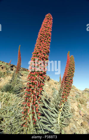 La Orotava, Spanien, Natternkoepfe im Teide Nationalpark Stockfoto