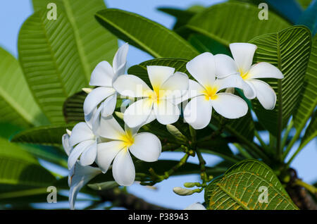 Frangipani Blüten Flower Bouquet weißer Hintergrund mit grünen Blättern Stockfoto