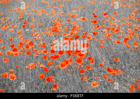 Roter Mohn auf einem weiß-schwarzen Hintergrund Stockfoto