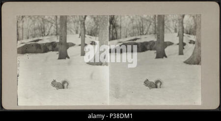 . Ein Eichhörnchen im Central Park Schnee. Alternativer Titel: Central Park, New York, März 1916. Erstellt: März 1916. Abdeckung: 1915-1919. Digitale Element veröffentlicht 2-16-2006; 4-23-2009 aktualisiert. 13 ein Eichhörnchen im Central Park Schnee, von Robert N. Dennis Sammlung von stereoskopische Ansichten Stockfoto