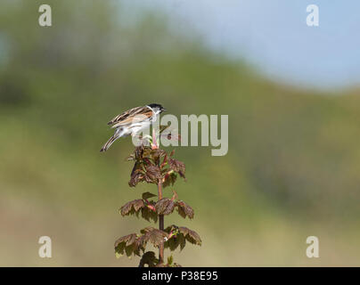Männliche Rohrammer, Emberiza schoeniclus, auf jungen Bergahorn Baum gehockt, Acer pseudoplatanus, Northumberland, Großbritannien Stockfoto