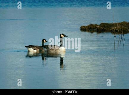 Kanadagans, Branta canadensis, Schwimmen in ruhigem Wasser, Marshside, Southport, Lancashire, Großbritannien Stockfoto