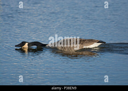 Kanadagans, Branta canadensis, Anzeigen in ruhigem Wasser, Marshside, Southport, Lancashire, Großbritannien Stockfoto