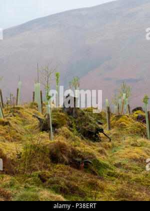 Bäume Glencoe Schottland gefällt Stockfoto