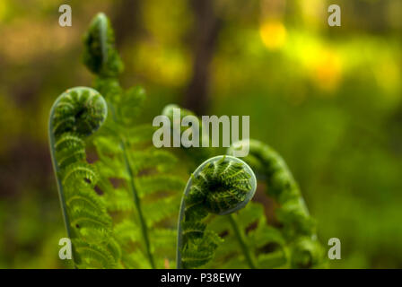 Spirale aufgewickelt, die Enden der Feder Farn sprossen Close-up auf grünem Hintergrund verschwommen Stockfoto