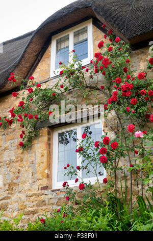 Reetdachhaus und rote Kletterrosen in Ebrington, Chipping Campden, Gloucestershire, England Stockfoto