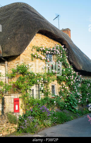 Reetdachhaus und Kletterrosen in Ebrington, Chipping Campden, Gloucestershire, England Stockfoto