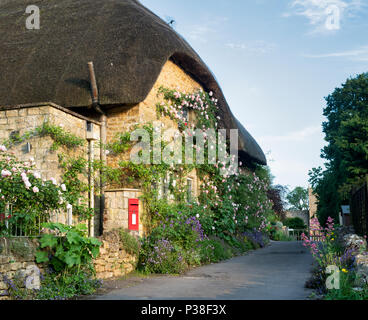 Reetdachhaus und Kletterrosen in Ebrington, Chipping Campden, Gloucestershire, England Stockfoto