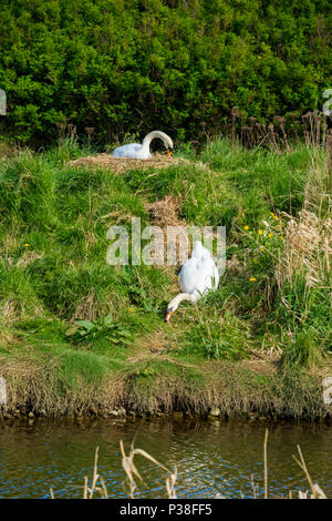 Höckerschwan auf dem nest Stockfoto