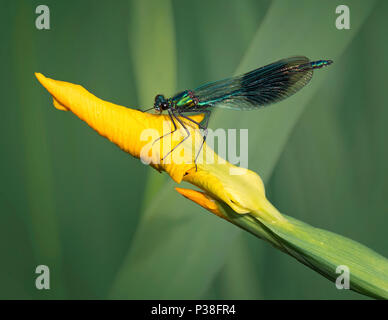 Männliche gebändert Demoiselle, Calopteryx splendens, auf gelbe Iris bud thront, Iris pseudacorus in Lancashire, Großbritannien Stockfoto