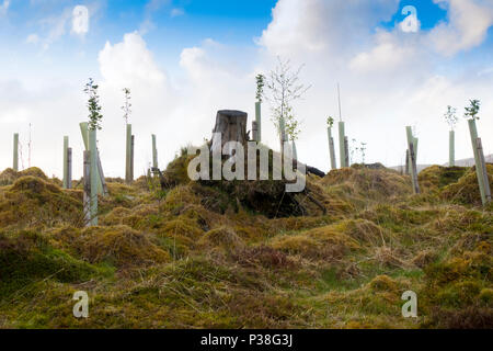 Bäume Glencoe Schottland gefällt Stockfoto