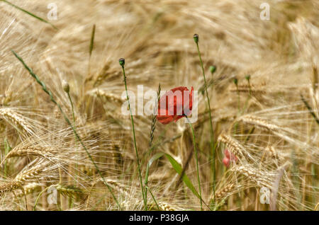 Single Mohn in einem Feld Struktur Stockfoto