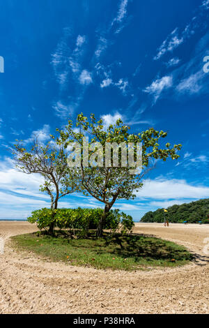 Büschel der Bäume und ein Patch des Grases auf den Strand bei Kota Kinabalu, Borneo, Malaysia Stockfoto