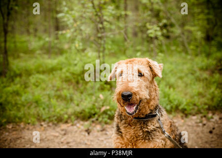 Eine Sitzung schwarz braun Airedale Terrier Hund auf Natur Wald Hintergrund isoliert. Ein schönes Portrait Fotografie eines Hundes - seltene Rasse Airedale Terrier. Platz kopieren Stockfoto