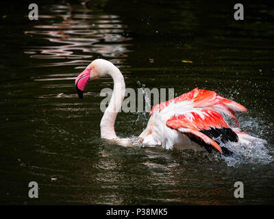 Ein Flamingo schwimmen und schüttelte das Wasser seine Flügel Stockfoto