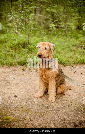 Cute glücklich Airedale Terrier Portrait im Sommer Wald. portrait Fotografie eines Hundes - seltene Rasse Airedale Terrier. Bild vertikal. terrier Portrait, outdoor Hund Foto Stockfoto