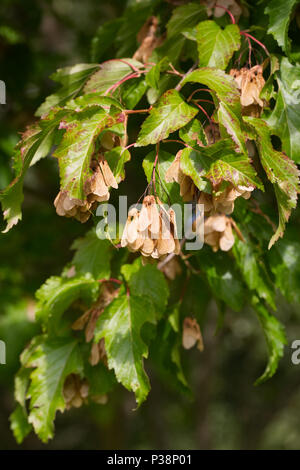 Acer tataricum Subsp aidzuense. Seedheads Entwicklung im Sommer. Stockfoto