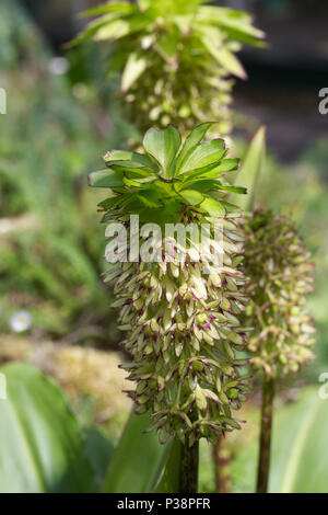 Eucomis bicolor. Zwei farbige Ananas Lily. Stockfoto