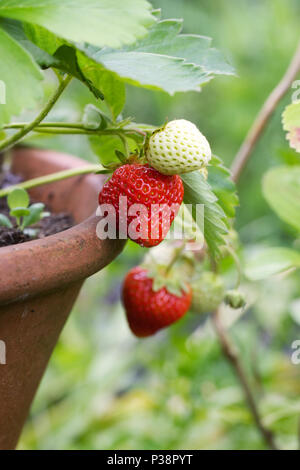 Fragaria × ananassa. Erdbeeren wachsen in einem Terrakottatopf. Stockfoto