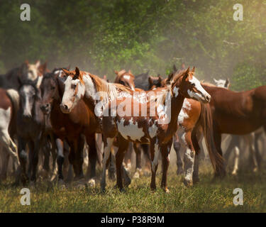 Farbe Fohlen und Mutter in horse Herde Stockfoto