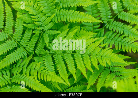 Schönen Farnen Blätter grün Laub natürlichen Blumen farn Hintergrund im Sonnenlicht. Pflanze farn Hintergrund. Helle grüne Blätter Textur. Selektive konzentrieren. Stockfoto