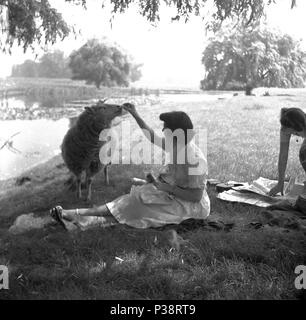 1950er Jahre, historische Bild, eine Dame im Freien auf einem grasbewachsenen Ufer in parkland Feeds ihre Überraschung Besucher, eine lokale Schafe, England, UK. Stockfoto