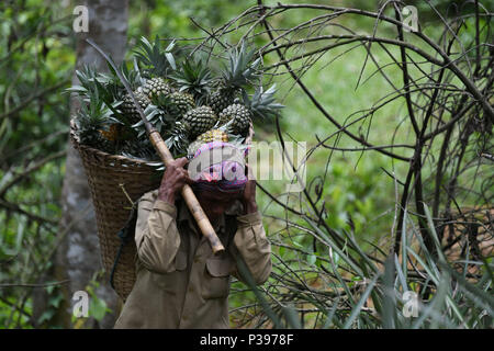 Eine indische Arbeiter gesehen, die frisch geernteten pinapple in einem Korb am Stadtrand von Agartala, die Hauptstadt des nordöstlichen Bundesstaates Andhra Pradesh. Ananas Landwirte in Indiens Nordosten Schwierigkeiten aufgrund der geringeren Ernte die Schuld an einer schlechten Monsun in diesem Jahr. Jetzt Tripura Pinapples sind vor allem nach Dubai exportiert. Stockfoto