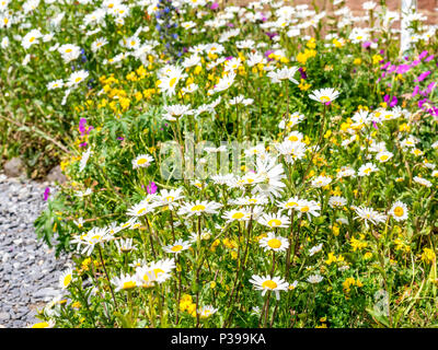 North Berwick, East Lothian, Schottland, Großbritannien, 18th. Juni 2018. Der küstennahe Wildblumengarten außerhalb des Scottish Seabird Centre badete in Sonnenschein. Vielfalt an gemischten küstennahen Wildblumen: Seemaugkraut, blutiger Kranichschnabel, gewöhnlicher Vogelfuß-Trefoil und Nattern bugloss Stockfoto