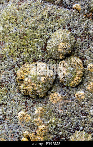 Napfschnecken und Seepocken auf Rock Schottland Stockfoto