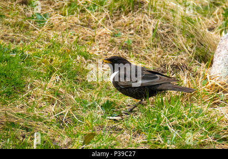 Ring Ouzel Stockfoto