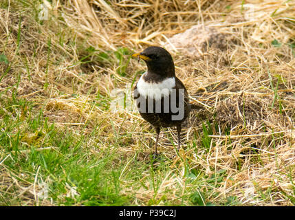 Ring Ouzel Stockfoto