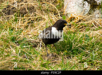 Ring Ouzel Stockfoto