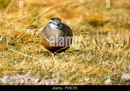 Mornell Stockfoto