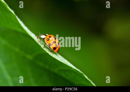 Marienkäfer close-up Klettern auf einem grünen Blatt. Grüne verschwommenen Hintergrund. Schöne konzeptionellen Hintergrund. Schöne künstlerisches Bild. Stockfoto