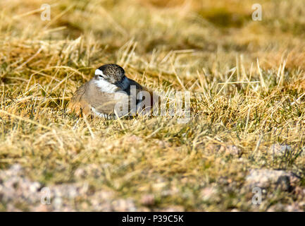 Mornell Stockfoto