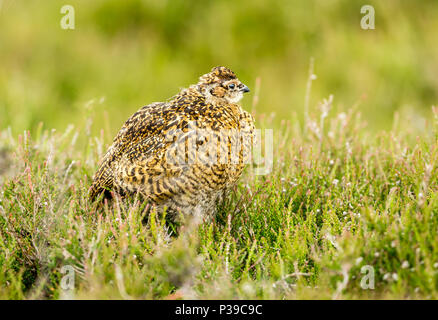 Moorschneehuhn Küken auf Grouse Moor. In Heide und Gräser Stand. Yorkshire, UK. England. Landschaft. Wissenschaftlicher Name: Lagopus lagopus Scotica Stockfoto