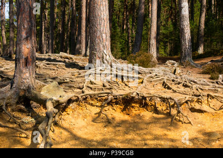 Pine Tree root-Netzwerk über Boden Stockfoto