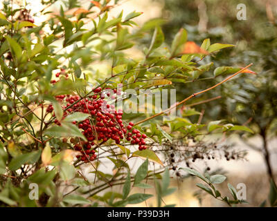 Grüner Hintergrund von roten Früchten der Aucuba japonica auf Strauch Stockfoto