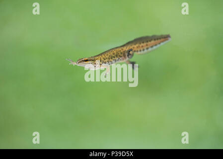 Männliche palmate Newt (Lissotriton helveticus) in Zucht Zustand, mit Schwimmhäuten zwischen den Hinterpfoten. Stockfoto