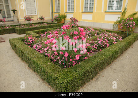 Rose clomb innerhalb der grünen Hecke in klassischen Garten Stockfoto