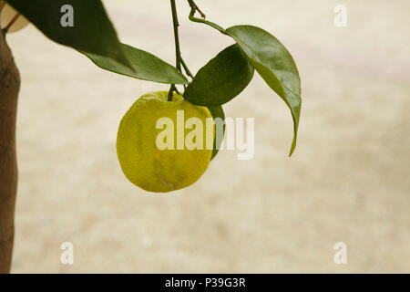 Gelb orange Obst auf einem Zweig mit grünen Blättern im Sommer Licht Stockfoto