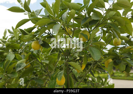 Orangen wachsen auf einem Baum Stockfoto