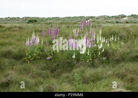 Wilder Fingerhut auf den Sanddünen, Southwold, Suffolk Stockfoto