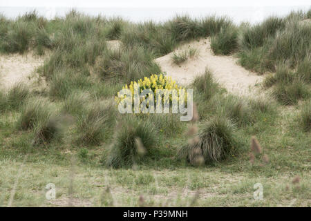 Selbst gesät gelb Baum Lupinen, Southwold, Suffolk Stockfoto