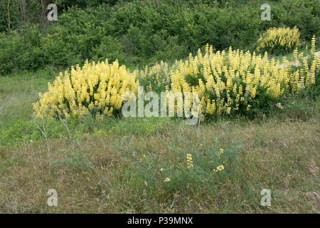 Selbst gesät gelb Baum Lupinen, Southwold, Suffolk Stockfoto