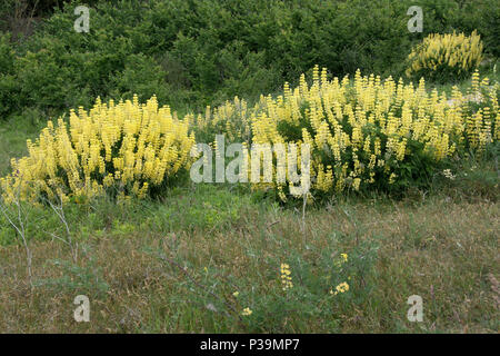 Selbst gesät gelb Baum Lupinen, Southwold, Suffolk Stockfoto